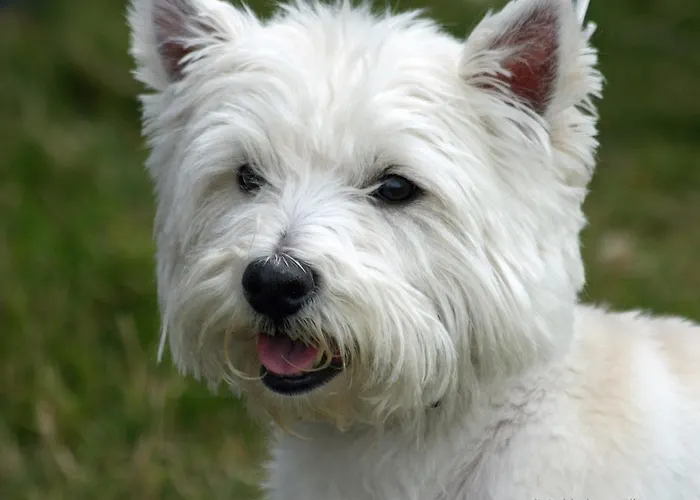 La Gioiosa 3* ريميني